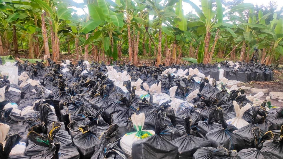 Reihenweise schwarze Müllsäcke mit Kokain. Im Hintergrund Bananenstauden.