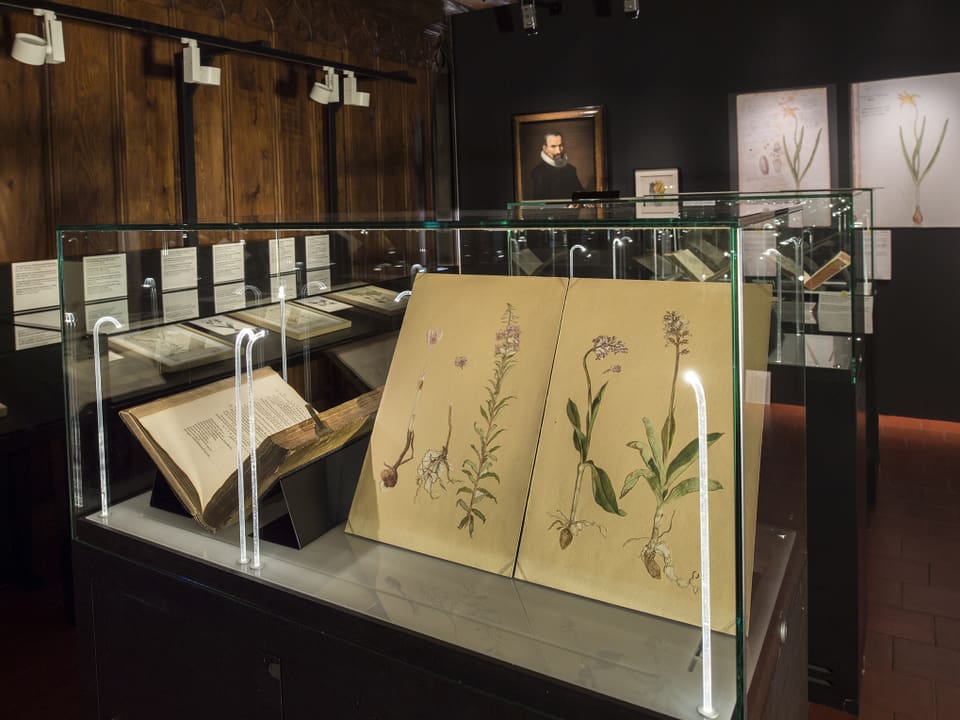 In einer Museumsvitrine steht ein Buch mit einer Pflanzenzeichnung.