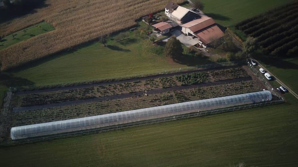 Langes Gewächshaus für Hanfpflanzen. 