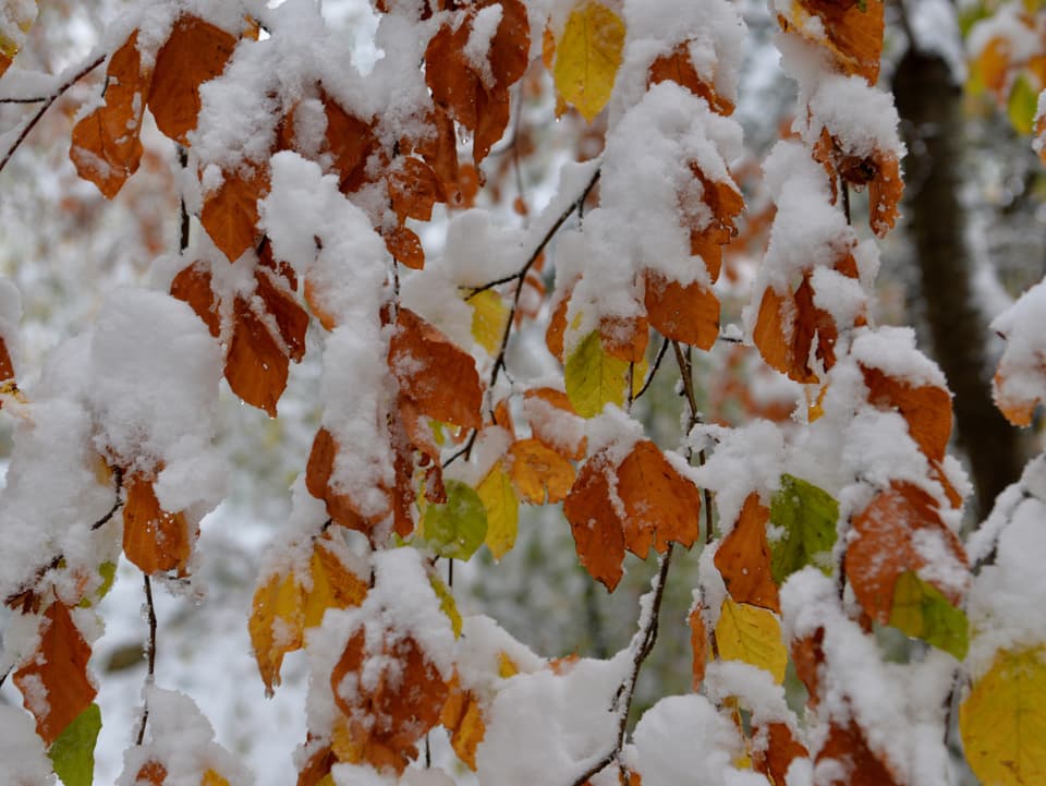 Farbige Blätter im Schnee.