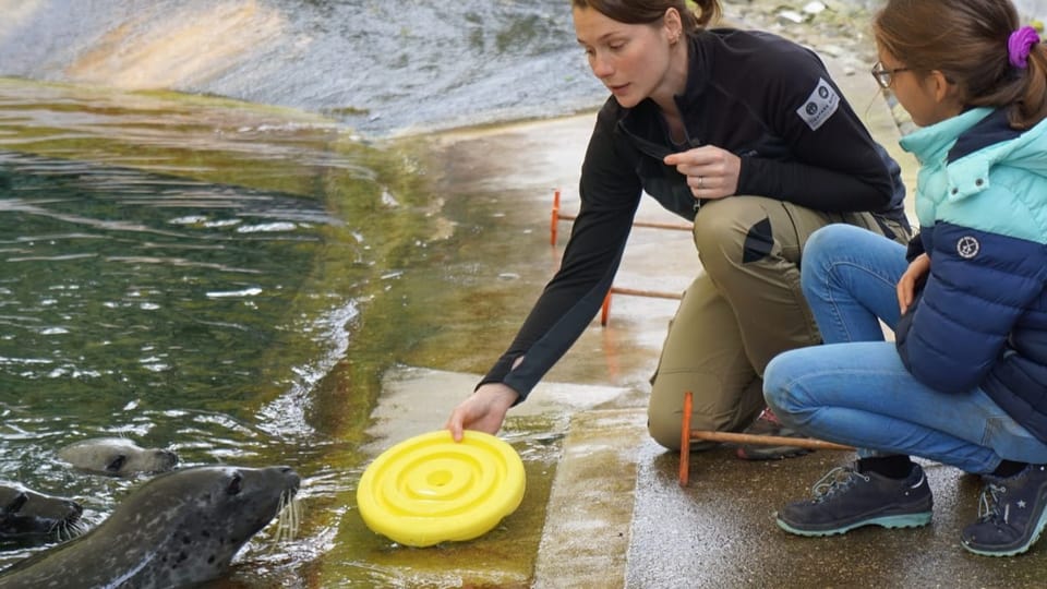 Tierpflegerin Marina Burri hält einem Seehunden einen Frisbee hin.