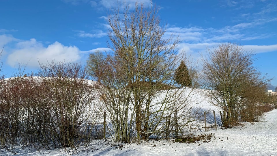 Hügel mit Bäumen im Schnee