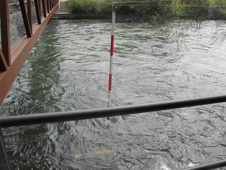 Messgerät schwimmt sichtbar unter der Wasseroberfläche.