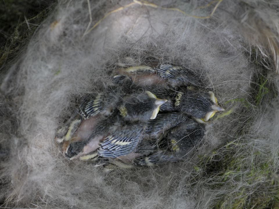 Die Nestlinge sind acht Tage alt. Sie leben während rund 16 bis 21 Tagen im Nest der Eltern, bevor sie dann selber ausfliegen.