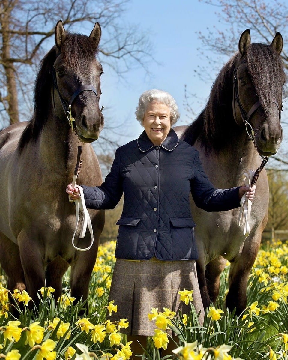 ältere Frau steht zwischen zwei Pferden auf Blumenfeld