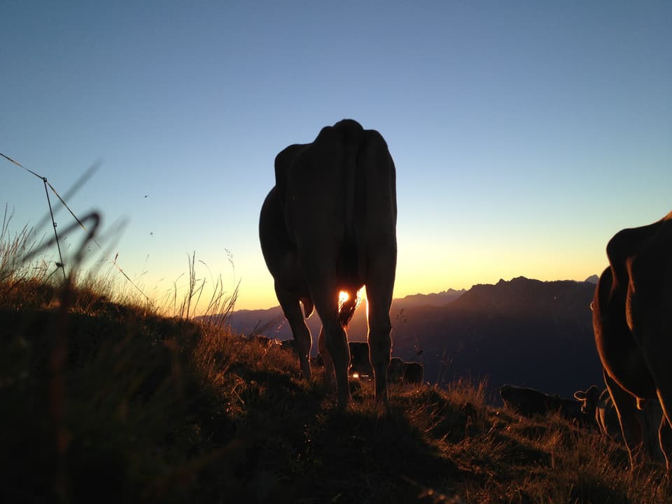 Ein Kuh weidet bei Sonneaufgang auf der Alp