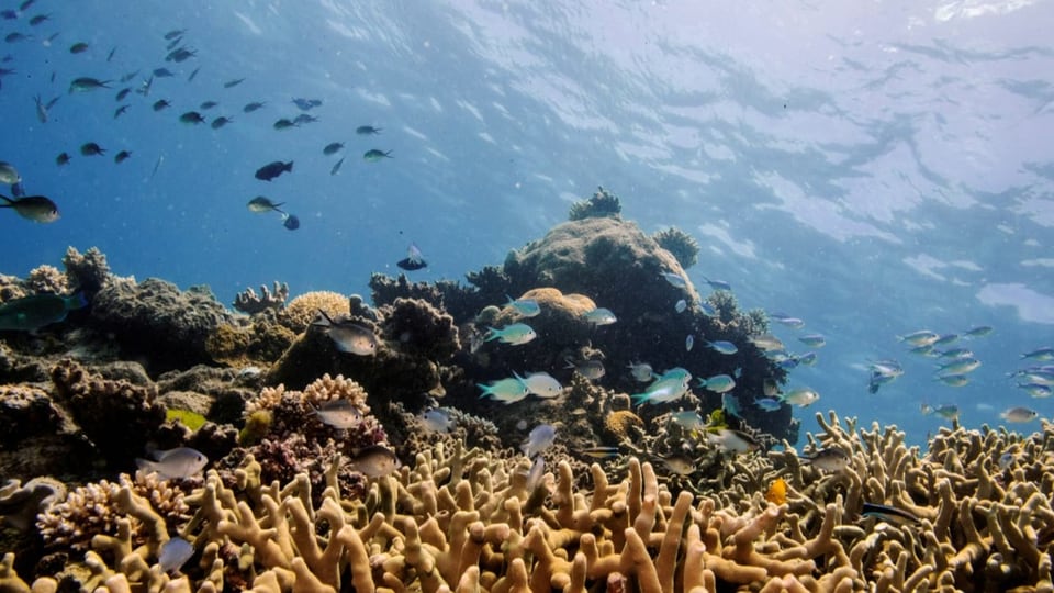 Korallen und Fische im Great Barrier Reef