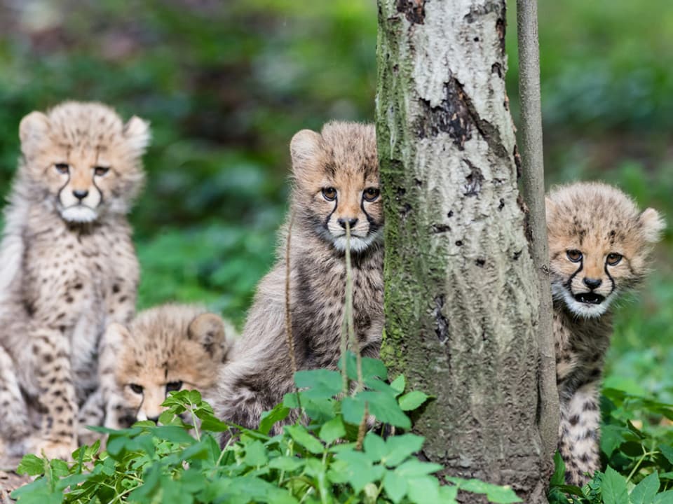 Die vier Gepardenkinder im Rasen.