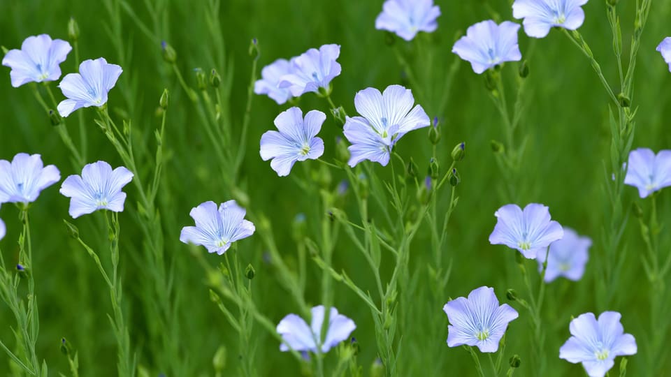 Feine bläulich blühende Pflanzen in einem Feld