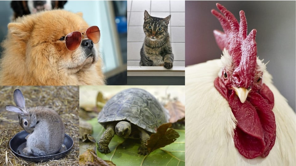 Animals da chasa Animals da chasa
