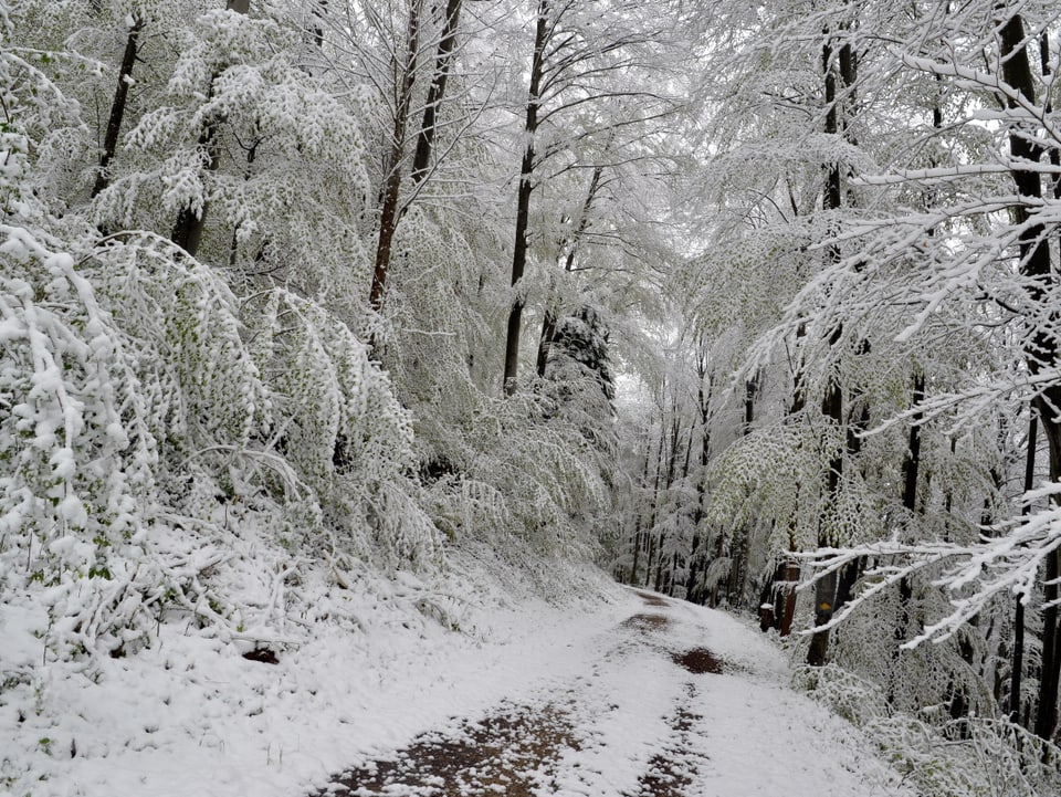 Der Wald und der Waldweg sind über und über mit Schnee bedeckt.
