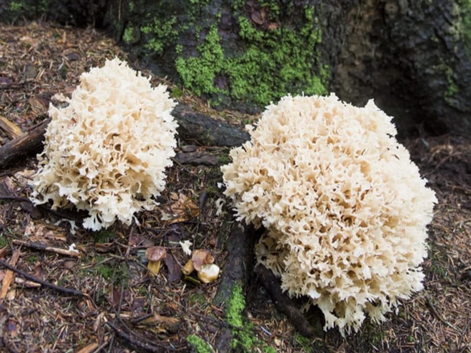 Der Speisepilz Krause Glucke im Wald.