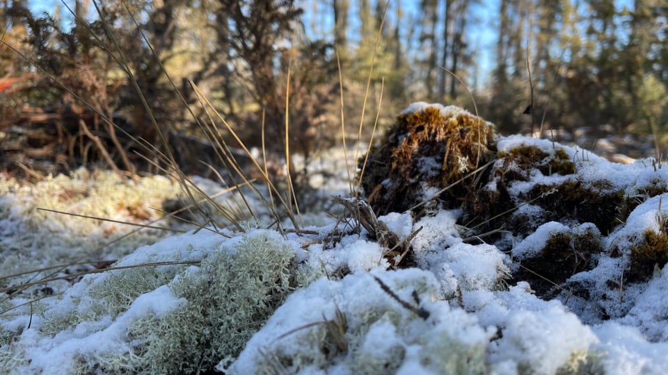 Schneebedeckte Flechten, Torf ist sichtbar, dahinter Wald