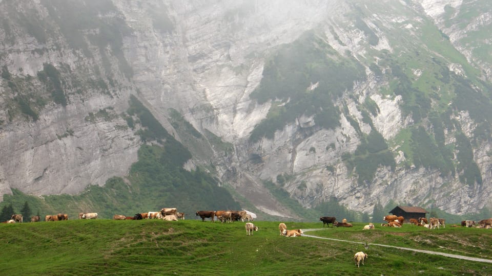 Alp an einem nebligen Sommertag. Kühe weiden neben dem kleinen Alpgebäude.