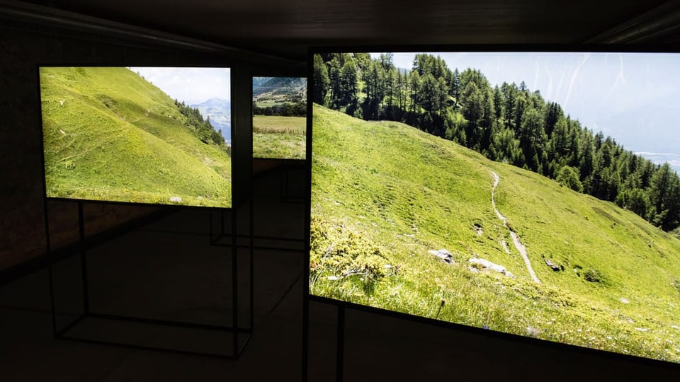 Fotos einer Bergwiese in einer Ausstellung.