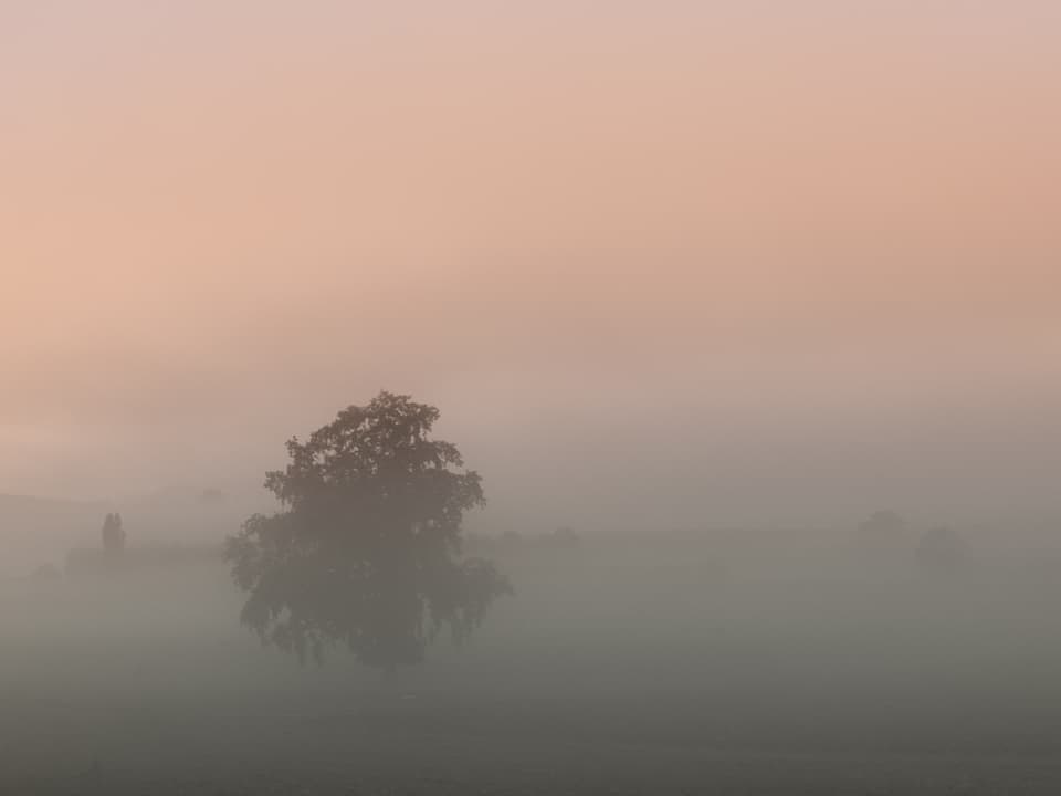 Durch Nebel getrübtes Bild in rosa, knapp ist noch ein Baum zu erkennen. 