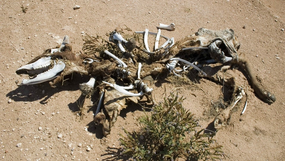 Das Skelett einer toten Kuh, eines Rinderkalbs, liegt in der Wueste von New Mexico