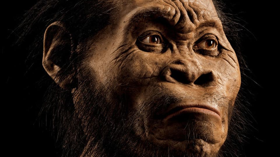 Nachbildung des Gesichtes von Homo naledi