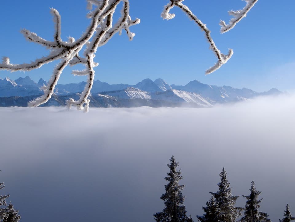 Im Vordergrund Ast mit weissem Reif, hängt von oben ins Bild. Dahinter Nebelmeer und am Horizont Berge. 
