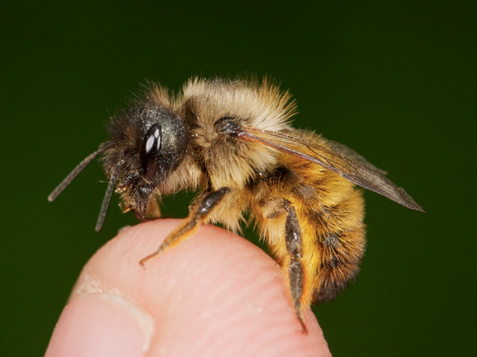 Biene auf sitzt auf einer Fingerkuppe