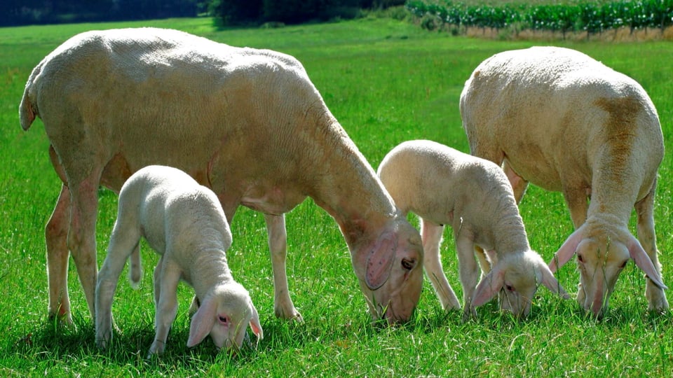 Frisch geschorene Schafe auf der grünen Weide.