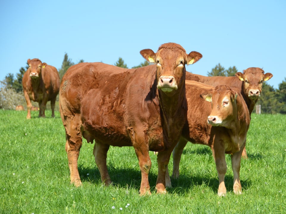 Hornlose Kühe im Limousin