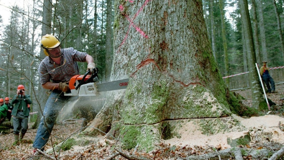 Ein Waldarbeiter schneidet in einen Baum mit einer Motorsäge