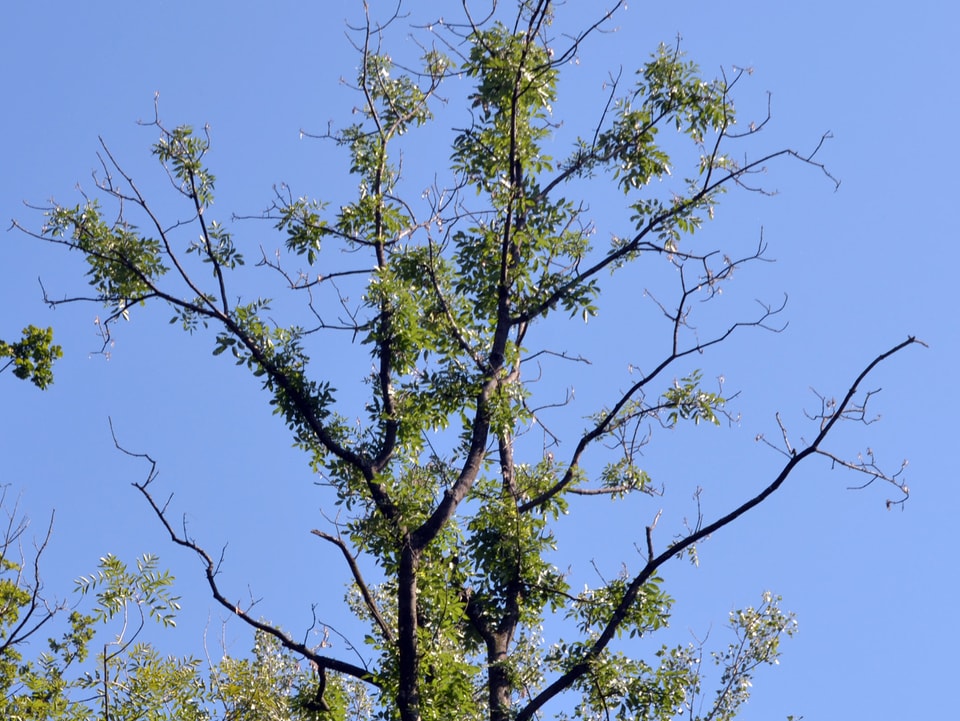 Detailaufnahme von kahlen Zweigen einer Esche, die vom ostasiatischen Schädling befallen ist.