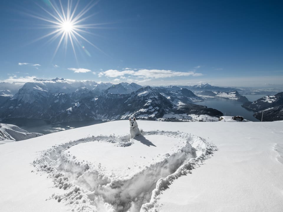 Blick vom Gipfel auf Voralpenpanorama mit Bergen und Seen, Sonne und blauer Himmel, im Vordergrund im Schnee ein Herz und ein weisser Hund