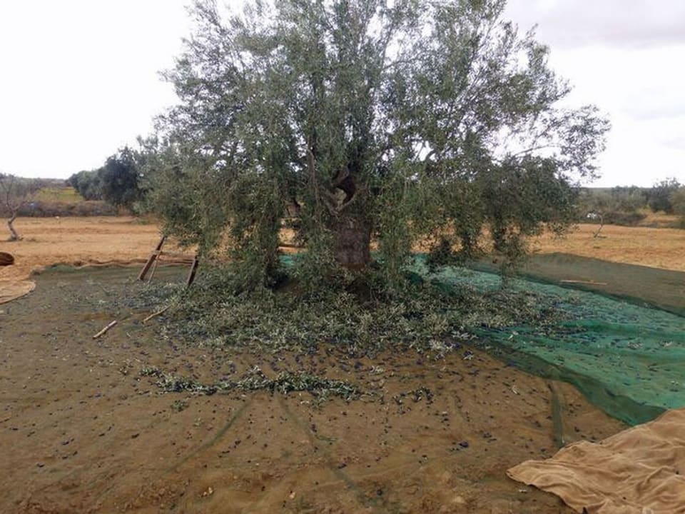 Olivenbaum mit abgefallenen Blättern.