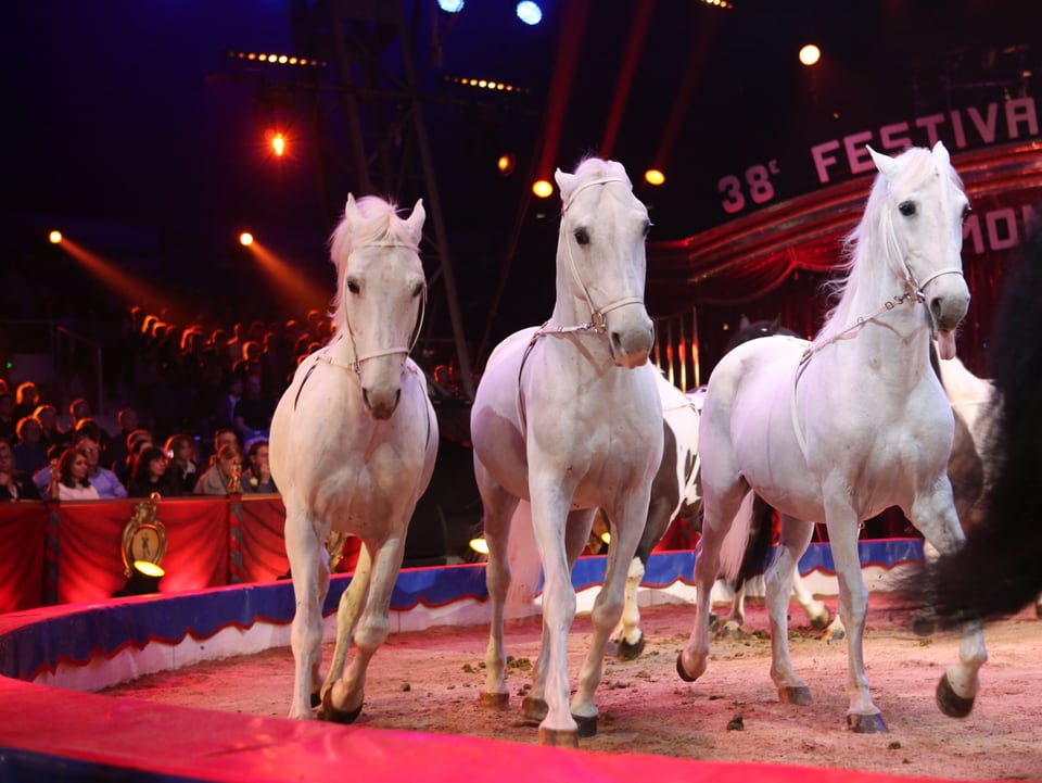 Pferde vom traditionsreichen Zirkus Lidia Togni.