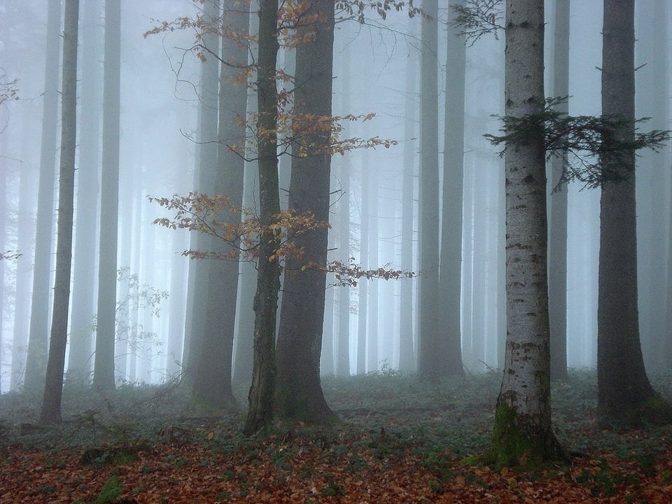 Herbststimmung im Wald.