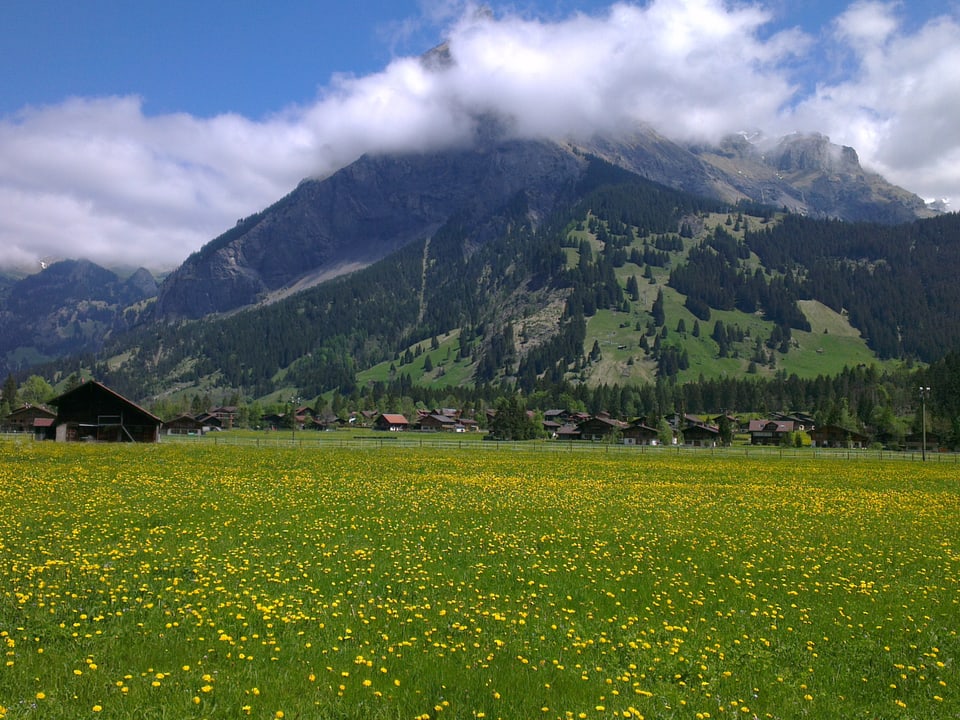 Kandersteg, Blumenwiese und Berge im Hintergrund
