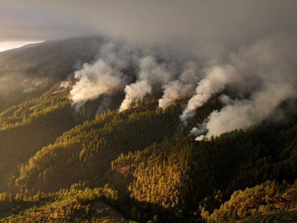 Luftaufnahmen eines bewaldeten Hangs, aus dem mehrere Rauchsäulen aufsteigen.