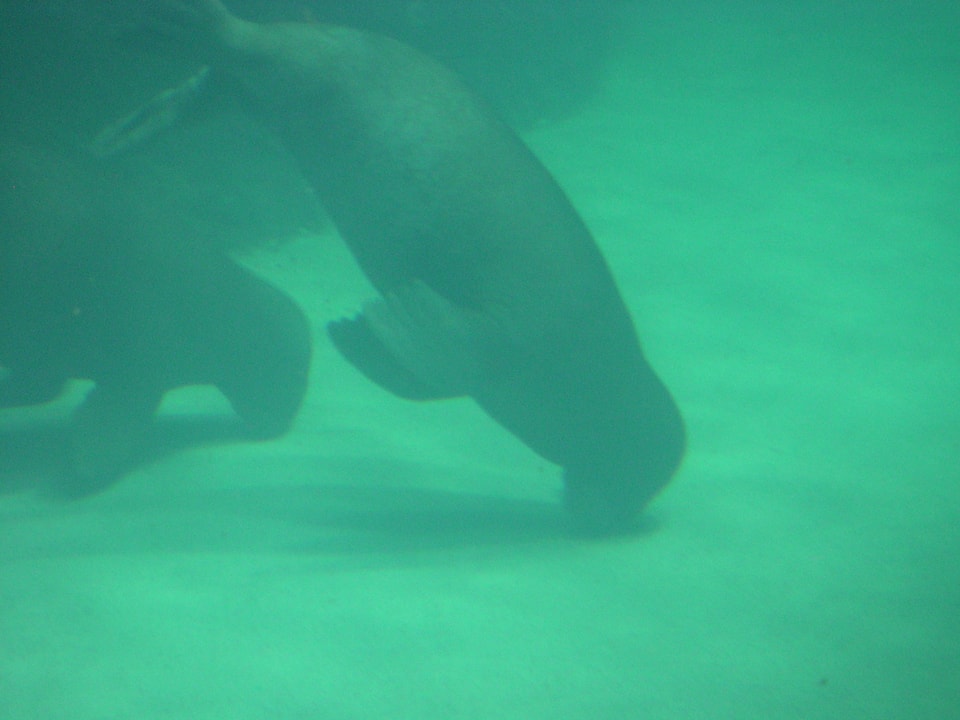 Robben schlafen am Grund eines Zoo-Aquariums.