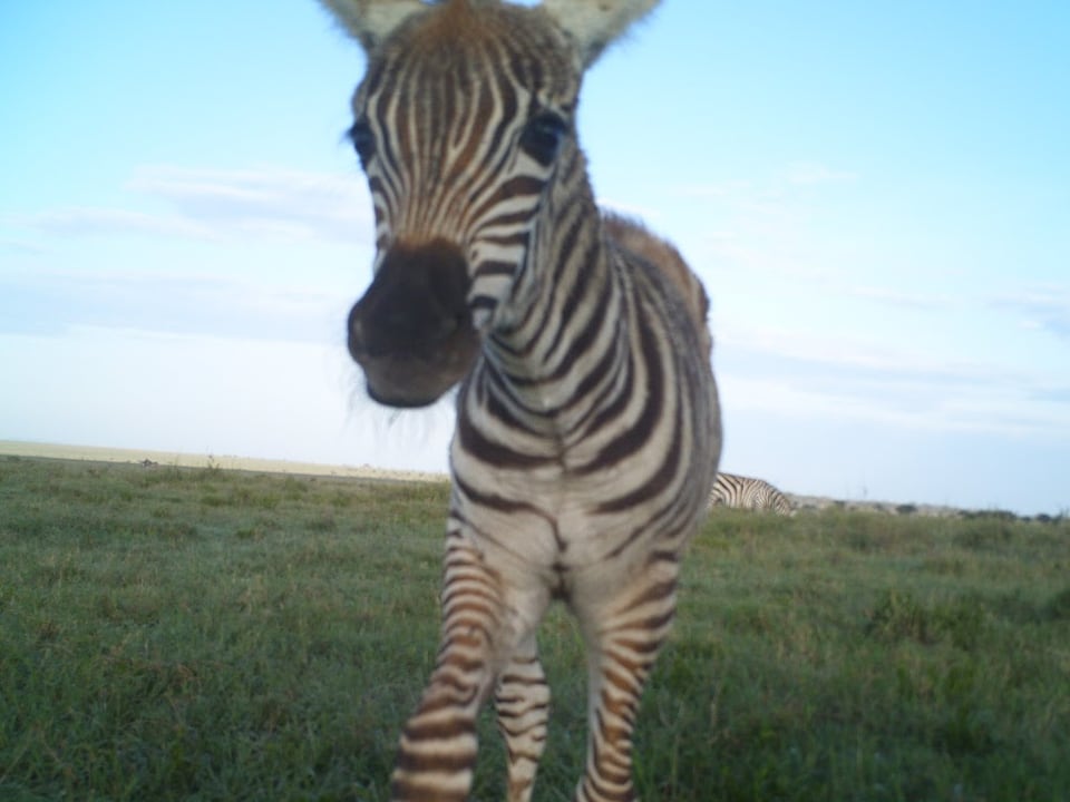 Ein junges Zebra schaut in die Kamera.