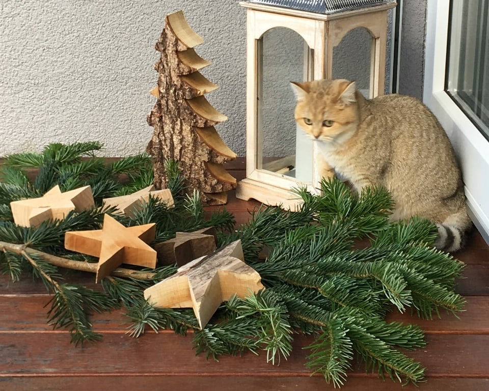 Weihnachtsdekoration mit Katze