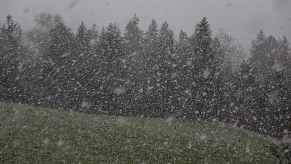 Riesige Schneeflocken gehen auf ein Feld bei Oberhünigen im Bernbiet nieder.