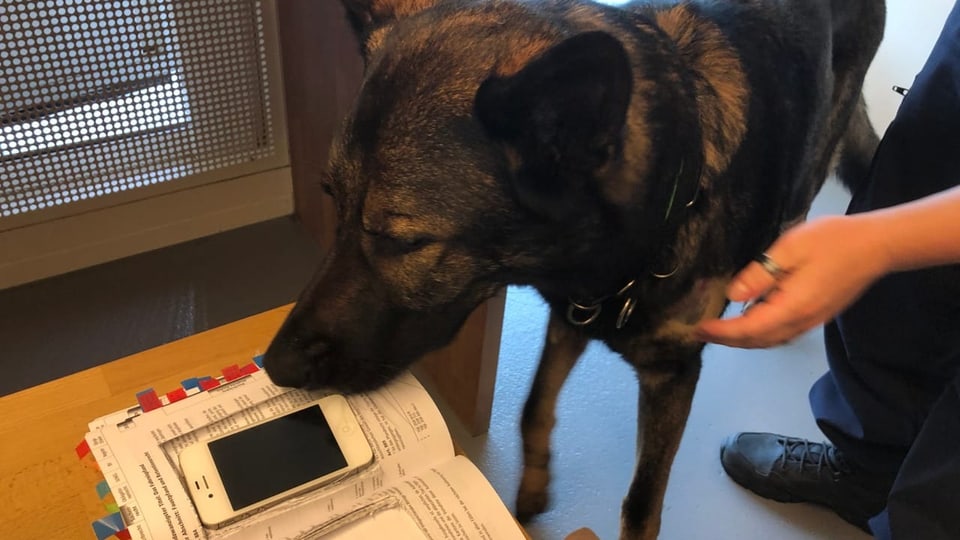 Hund steht neben Buch mit Geheimfach, darin ein verstecktes Mobiltelefon