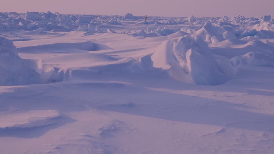 Perfekt getarnt: der Eisbär in der Polarlandschaft.
