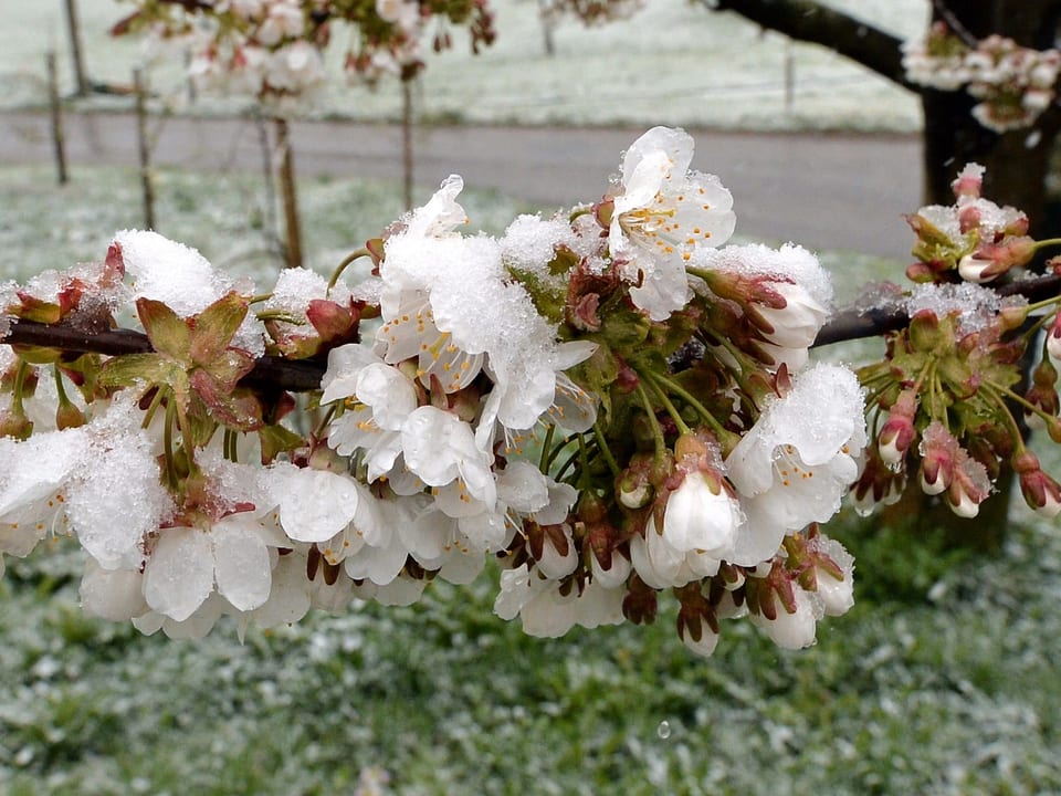 Schnee auf Kirsch- oder Apfelbaumblüten
