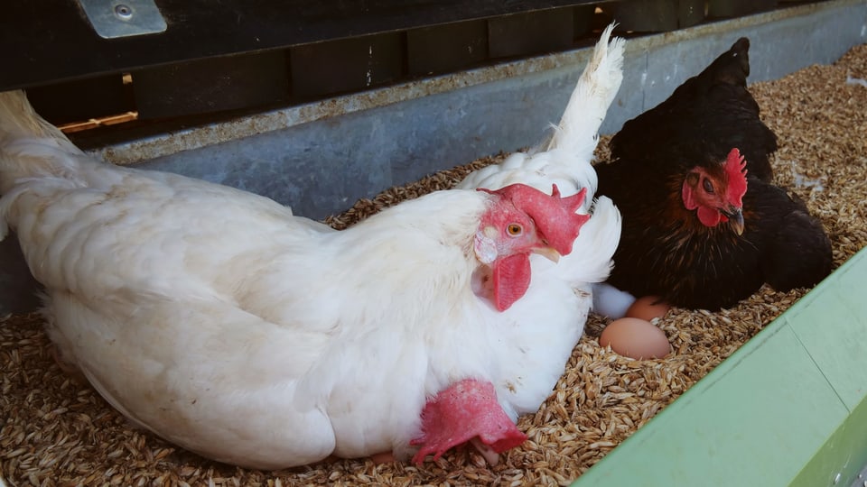 Zwei Hühner sitzen im Stall.