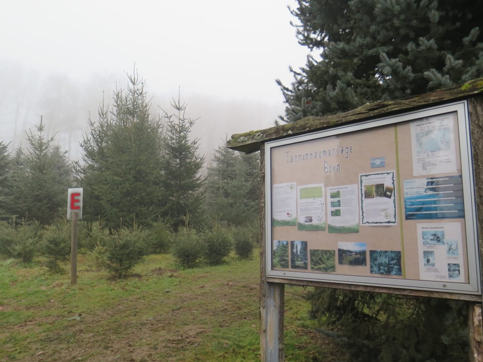 Tannenbäume, Schild im Vordergrund.