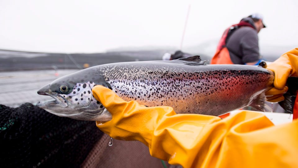 A man holding a large salmon in yellow gloves.