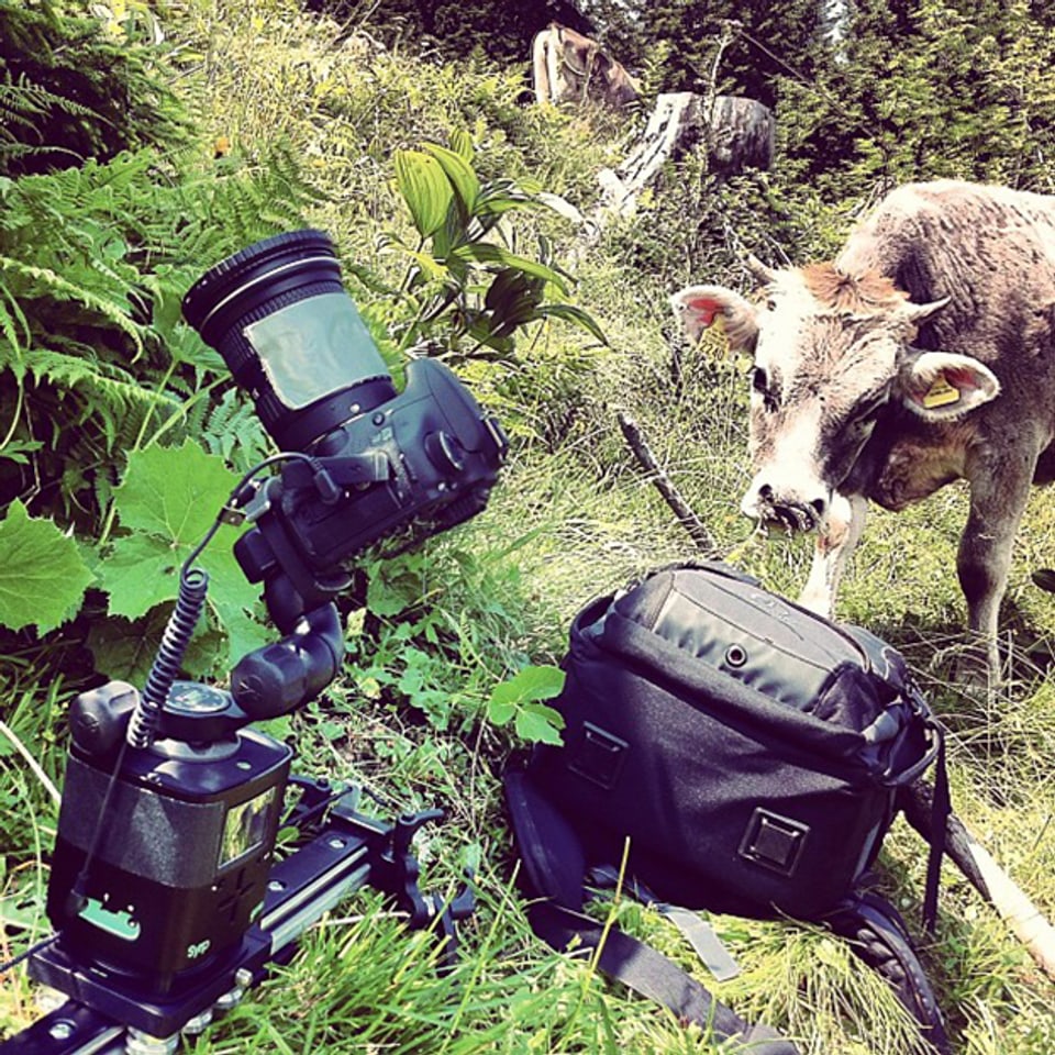 Die Rinder und die Kameraausrüstung.