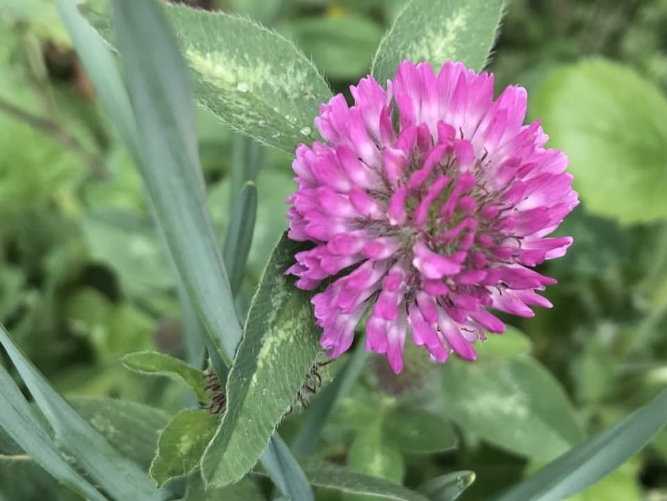 Rotklee auf der Wiese