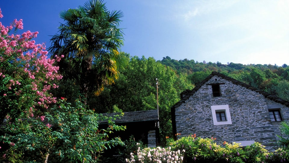 ein Steinhaus umgeben von Büschen und Palmen