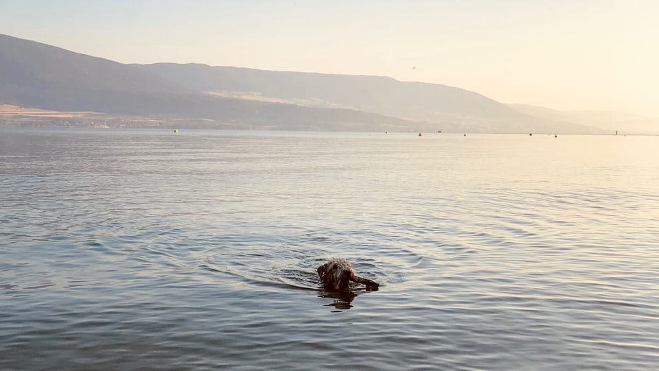 Hund schwimmt im Neuenburgersee
