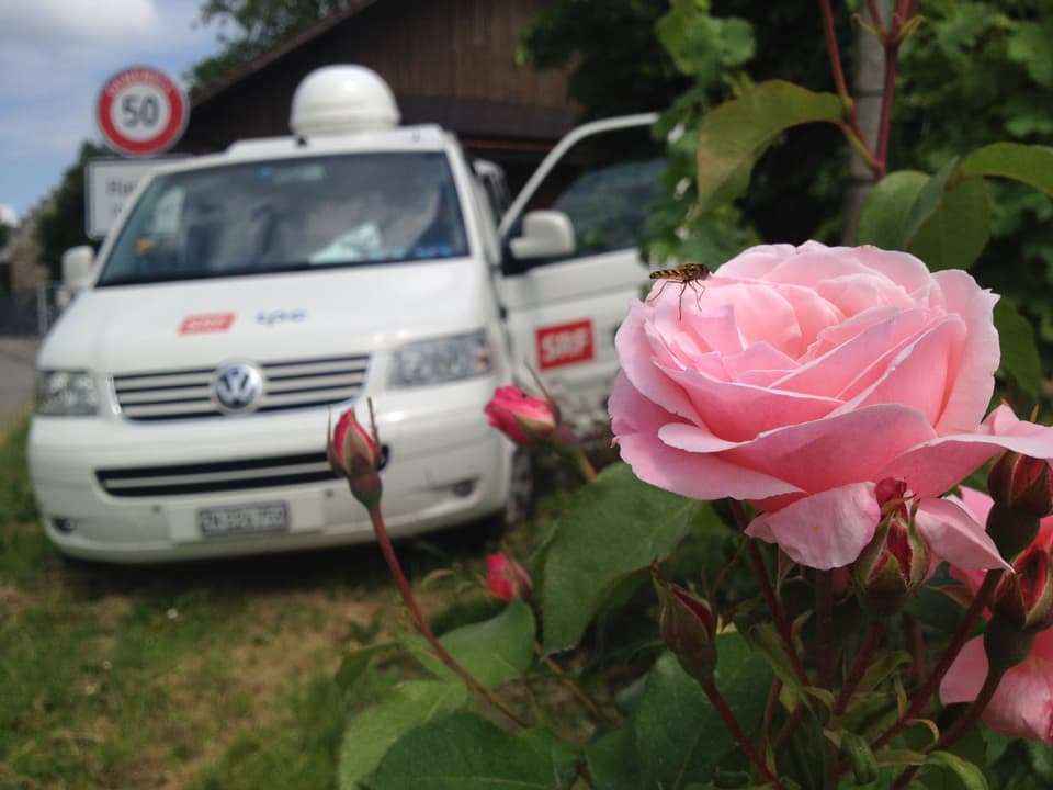 Im Vordergrund eine rosa Rosenblüte, im Hintergrund der SRF-Übertragungswagen mit offener Tür.