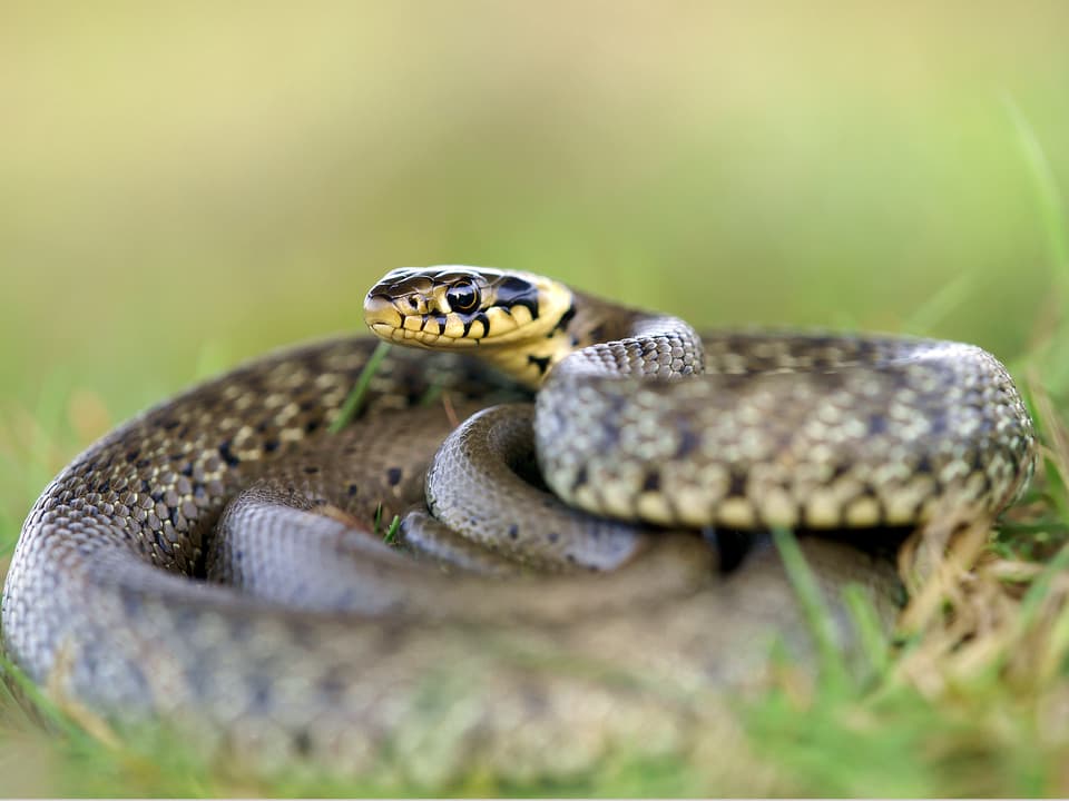 Eine Schlange im Gras.